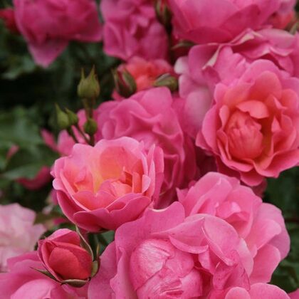 Maxi Vita/oranži rozā/spilgti zaļš spīdīgs lapojums/ H 0,6 -0,7m