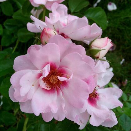 Angel Eyes / ceriņkrāsas / lapojums spīdīgs , tumši zaļš / H 0,7 -0,9 m