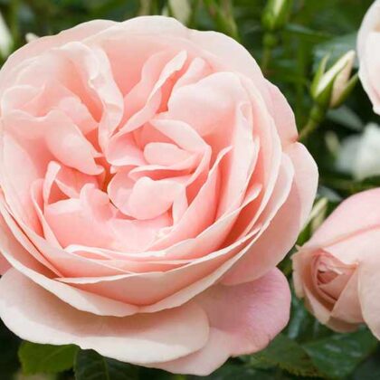 Aphrodite /maigi rozā /garšvielu arom. / H 0,6 -0,8 m