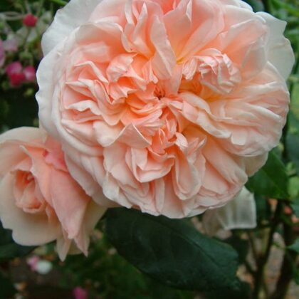 Aussaucer /angļu t . / aprikožu / spēcīgs aromāts / H ~ 1,5 m