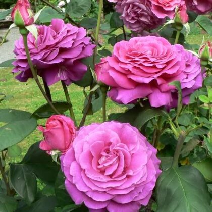 Big Purple / purpurkrāsas / ļoti aromātiska /lapotne tumši zaļa / H 1,2 -1,75 m