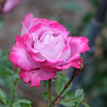 Blue River/ ceriņkrāsas /smaržīga /lapotne spīdīga / H 0,8 -1 m