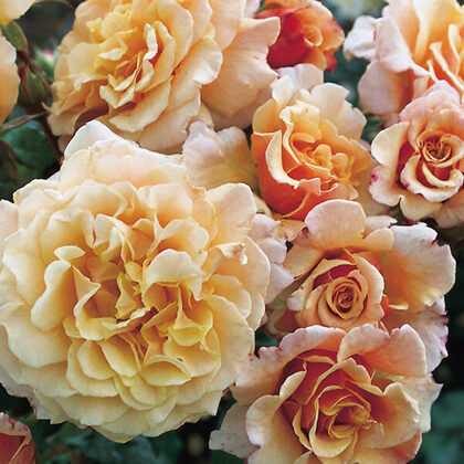 Caramella / dzelteni toņi / maigs aromāts / H ~ 1,5 m