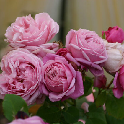 Dieter Muller / ceriņkrāsas   / spēcīgs garšaugu aromāts H 0,8 -1 m