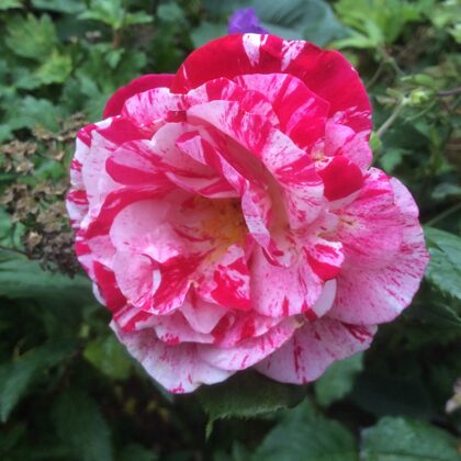 Ferdinand Pichard/maigi rozā ar purpurkrāsas svītrojumu/rožu aromāts/ H ~2m