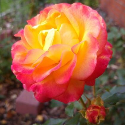 Firebird /sarkana ,dzeltena /laba slimību izturība / H ~ 0,6 m