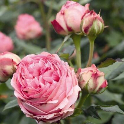 First Lady / rozā / H 1,2 -1,5 m