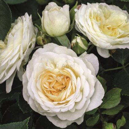 Friedenslict /krēmkrāsas / maigs arom./ H 1,2 - 1,5 m