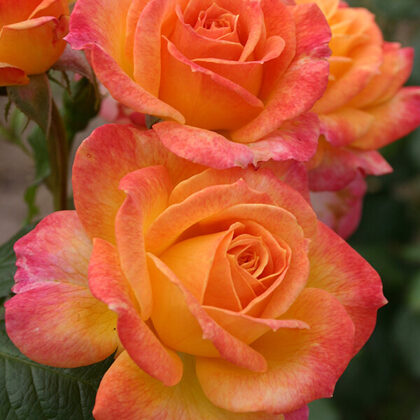 Gartensplass (Garden Delight) /apelsīnkrāsas / mērens aromāts / H ~ 1,5 m