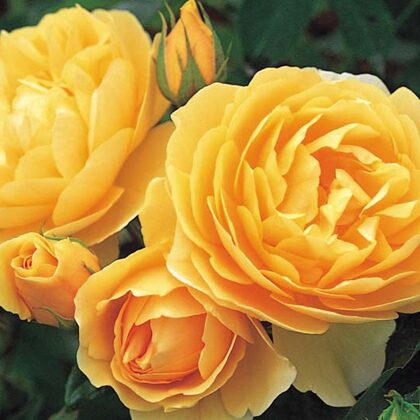 Ausmas/angļu tips/ spilgti dzeltena/ smaržīga / lapotne tumši zaļa , spīdīga/ H 1 -1,2 m