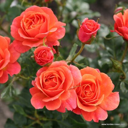 Lambada / oranži rozā / maigs arom. / maz ērkšķu / H ~ 1,6 m