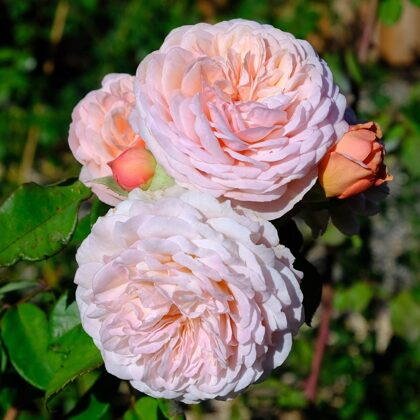 Leander/angļu tips/aprikožu/augļu arom./ H 1,5 -1,8 m