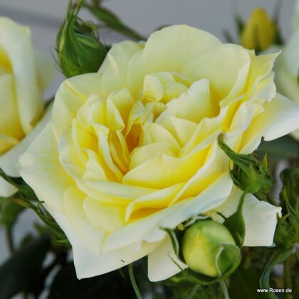 Limona /krēmdzeltena/mērens anīsa arom./ H ~ 1,8 m