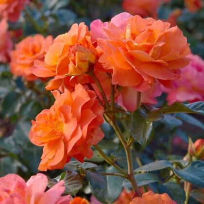 Morning Sun/zeltaini oranža/zied bagātīgi , atkārtoti/ H  0,5-0,8 m