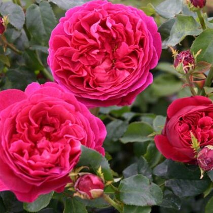 Otello/ angļu tips/aveņkrāsa / rožu eļļas aromāts/lapotne tumši zaļa / H 1 -1,25 m