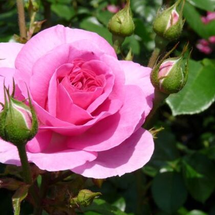 Ozeanna /rozā / salds aromāts / H 2- 3 m