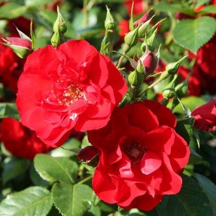 Paprika  / sarkana / aromātiska/ lapotne spīdīga/ H 0,8 - 1 m