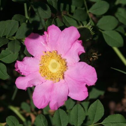 Rosa roxburghii normalis /rozā/ veido kastaņveidīgus augļus/ H ~ 1,8 m NAV PIEEJAMA