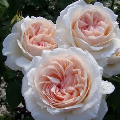 Sebastian Kneipp/pērļu rozā/aromātiska/zied bagātīgi/ H 1,2 -1,5m