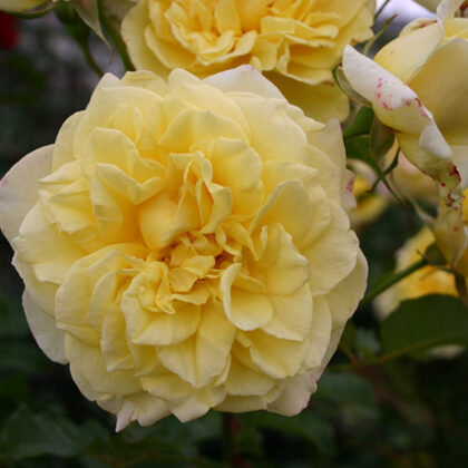 Sterntaler/gaiši dzeltena/aromātiska/laba slimību izturība/ H 0,9 -1,2m