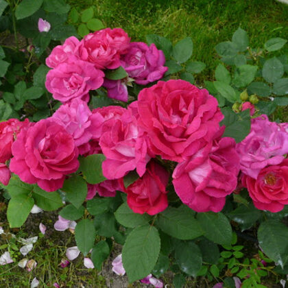 Victor Verdier/ hybrid perpetual//violeti rozā/ H ~1,5m