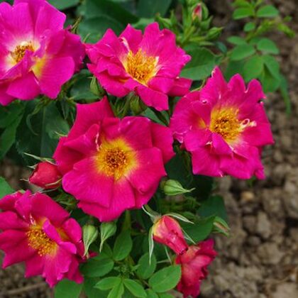 Weg der Sinne/tumši violeta/ var izmantot kā klājenisko/ H 0,6-1m       