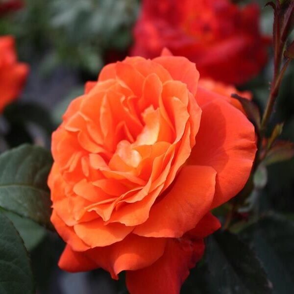 Supper Trouper/vara oranža/aromātiska/zied līdz salam/ H ~ 0,8 m