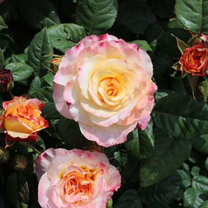 Aquarell /dzeltena , persiku / citrusaugļu arom. / H 0,8 - 1 m