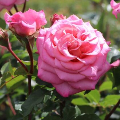 Ashley/spilgti rozā/piemērota griežšanai , ilgi neizbalē/ H 0,8- 1m