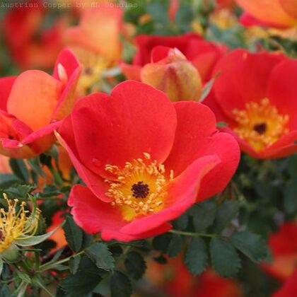 R.foetida Bicolor/ oranžsarkans , dzeltens reverss / H ~ 1,8 m