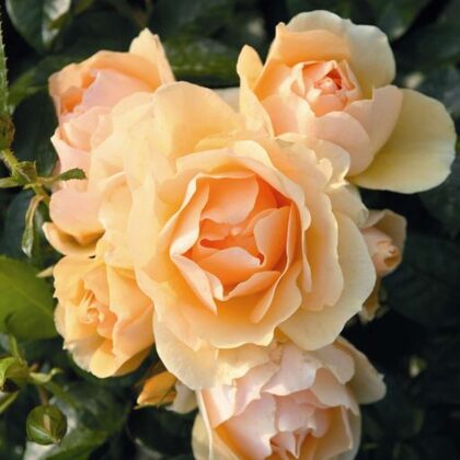 Hansestadt Rostok / aprikožu / citrona arom. / H 0,6-0,8 m