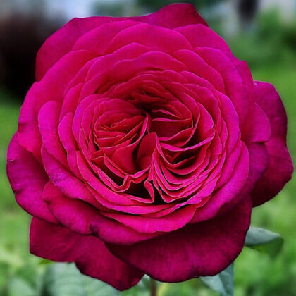 Johann Wolfgang von Goethe / tumši sarkana /spēcīgs arom. / H ~ 1,2 m