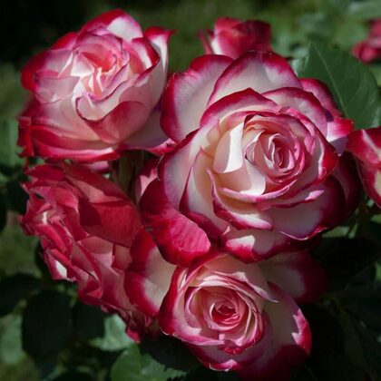 Jubile du Prince Monako /balta , aveņkrāsas / blīva matēta lapotne / H ~ 0,8 m