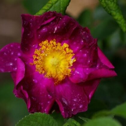 La Belle Sultane/senā roze/violeta ar dzeltenu vidiņu/spēcīgs arom./ H 1,5-2 m