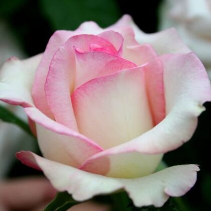 Moonstone/gaiši rozā/aromātiska/zied bagātīgi/ H 1,2 -1,5m