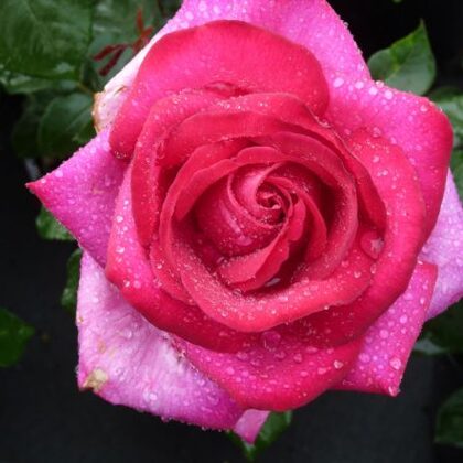 Parole / purpura rozā / ļoti aromātiska /lapotne spīdīga / H 0,7 - 0,8 m