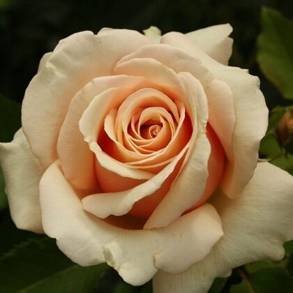 Paul Ricard / dzintarkrāsas / spēcīgs arom. / H ~ 1,5 m