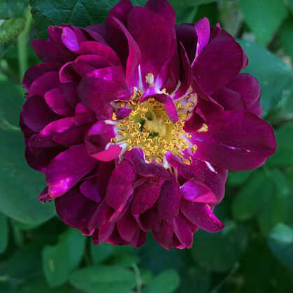 Tuscany/violeta ar baltu svītrojumu/spēcīga smarža/ H 0,9-1,2 m