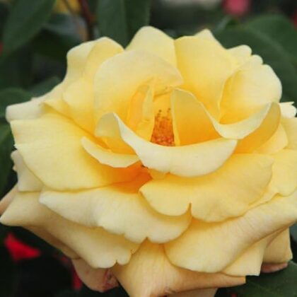 Sunny Sky/gaiši dzeltena/maigs augļu aromāts/ H ~ 1,2m