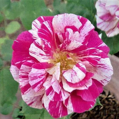 SummerCandy /rozā , sarkana/spīdīgs lapojums/ H 0,4 - 0,6m