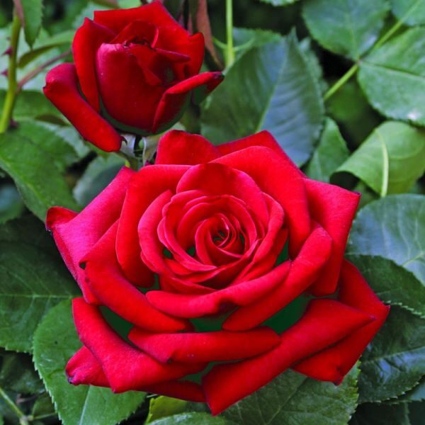 Velvet Alibi/tumši sarkana/aromātiska/ H ~ 1m