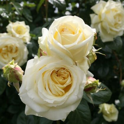 Elfe / balti zaļgana/ augļu aromāts / spīdīga , tumši zaļa lapotne/ H 2 ,5 - 3 m