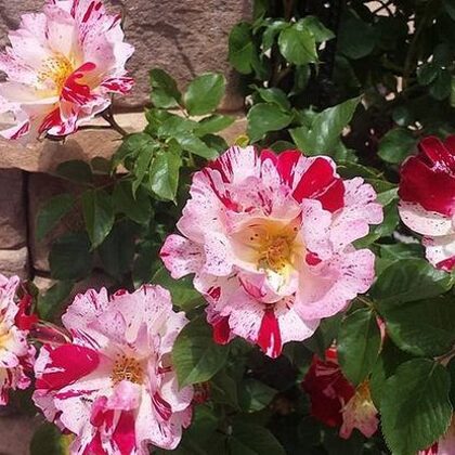 Hanabi /sarkana maisījums / ābolu aromāts / H ~ 4,5 m