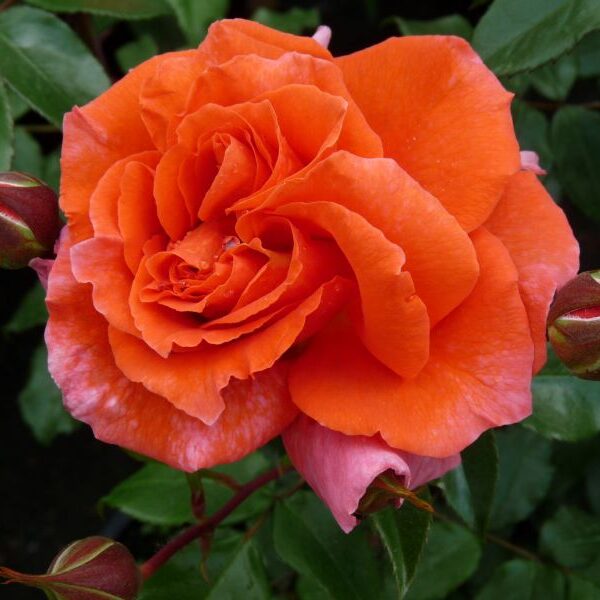 Naranga/oranža/aromātiska/ H 2-3 m