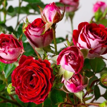 Schone Koblencerin/sarkana ar gaišu reversu/ spīdīga tumši zaļa lapotne/ H ~1m