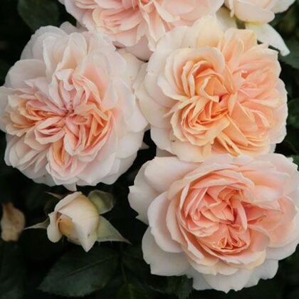 Garden of Roses / krēmkrāsas rozā / maigs aromāts / H ~ 0,6 m