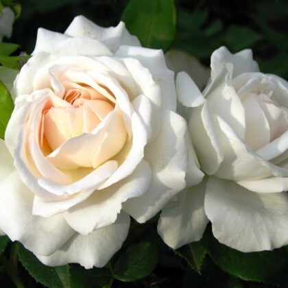 Kosmos / krēmbalta / viegls aromāts / H ~ 0,8 m