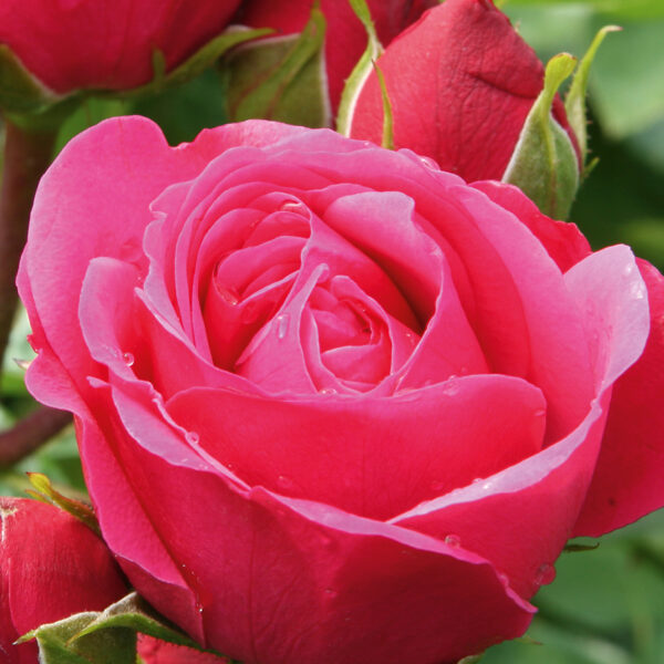 Magic Rokoko/dziļi rozā/H~0,8m W~0,4m/zied visu sezonu