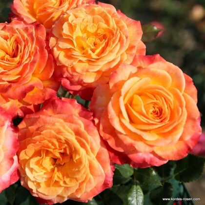 Meteor / apelsīnkrāsas / H ~ 0,7 m  NAV PIEEJAMA