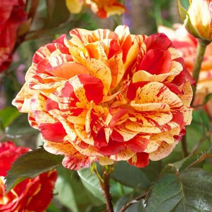 Orange & Lemon/dzeltena ar oranžām svītrām/ H 1 -1,5m